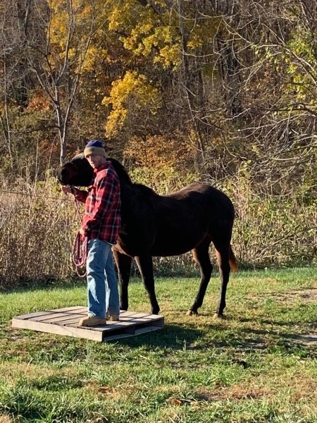 horse therapy#3.jpg