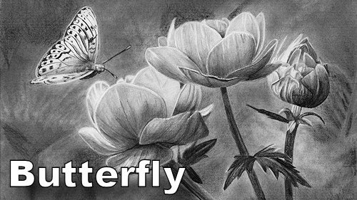 56-how-to-draw-flowers-butterflies-banner-500.jpg